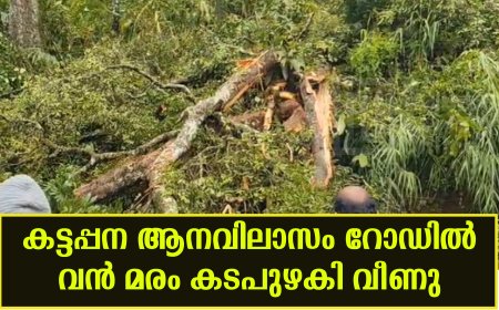 കട്ടപ്പന ആനവിലാസം റോഡില്‍ വന്‍ മരം കടപുഴകി വീണു