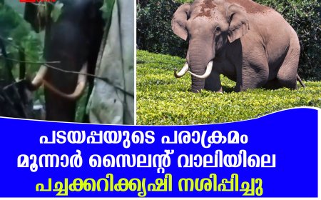 പടയപ്പയുടെ പരാക്രമം: മൂന്നാര്‍ സൈലന്റ് വാലിയിലെ പച്ചക്കറിക്കൃഷി നശിപ്പിച്ചു