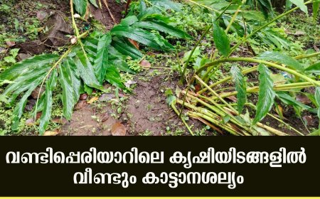 വണ്ടിപ്പെരിയാറിലെ കൃഷിയിടങ്ങളില്‍ വീണ്ടും കാട്ടാനശല്യം