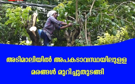 അടിമാലിയില്‍ അപകടാവസ്ഥയിലുള്ള മരങ്ങള്‍ മുറിച്ചുതുടങ്ങി