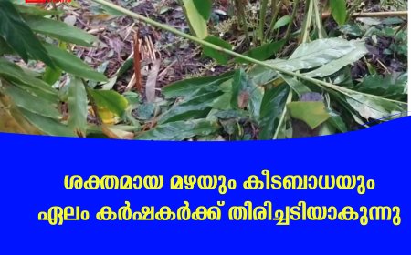 ശക്തമായ മഴയും കീടബാധയും ഏലം കര്‍ഷകര്‍ക്ക് തിരിച്ചടിയാകുന്നു 