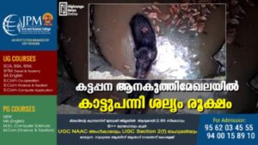 കട്ടപ്പന ആനകുത്തിമേഖലയിൽ കാട്ടുപന്നി ശല്യം രൂക്ഷം