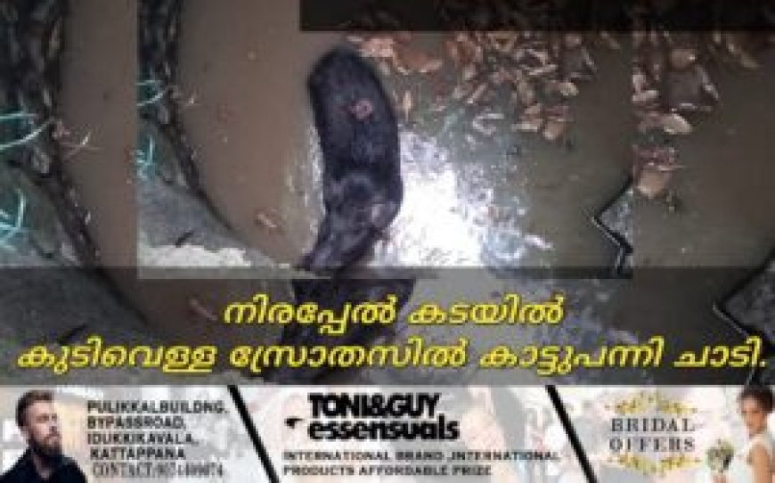 കട്ടപ്പന നിരപ്പേല്കടയില് കിണറ്റില് കാട്ടുപന്നി ചാടി