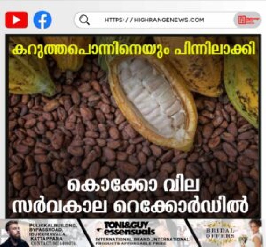 കറുത്തപൊന്നിനെയും പിന്നിലാക്കി: കൊക്കോ വില സർവകാല റെക്കോർഡിൽ