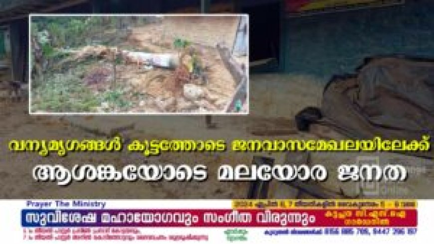 വന്യമൃഗങ്ങള്‍ കൂട്ടത്തോടെ ജനവാസമേഖലയിലേക്ക് ആശങ്കയോടെ മലയോര ജനത