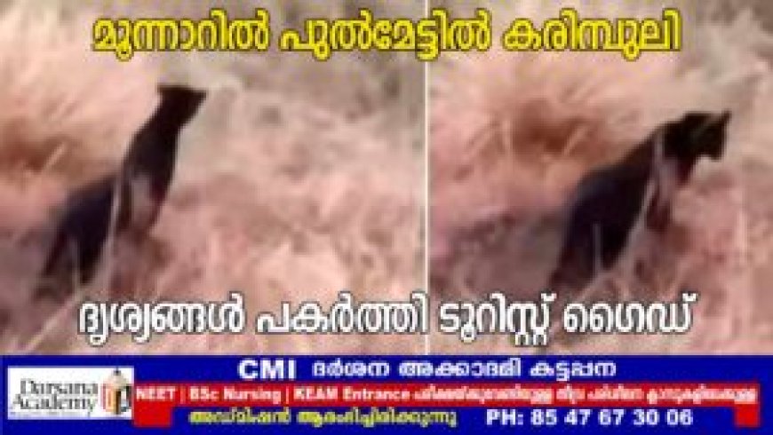 മൂന്നാറില്‍ പുല്‍മേട്ടില്‍ കരിമ്പുലി: ദൃശ്യങ്ങള്‍ പകര്‍ത്തി ടൂറിസ്റ്റ് ഗൈഡ്