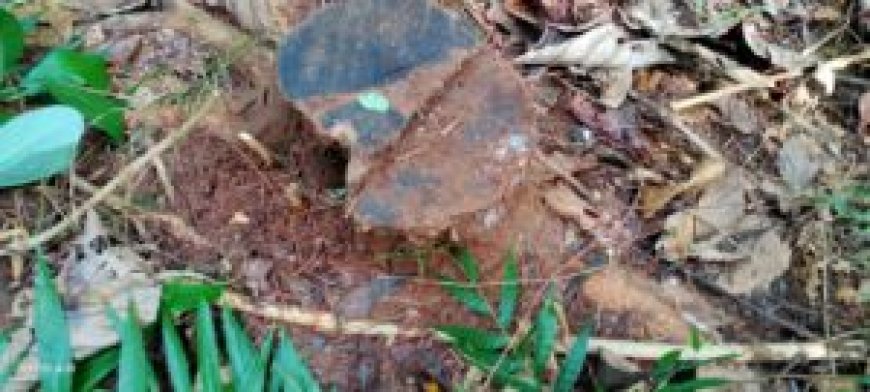 ഇടുക്കിയില് വനം കൊള്ള: പുന്നയാറില് നിന്ന് ലക്ഷങ്ങളുടെ തേക്ക് വെട്ടിക്കടത്തി