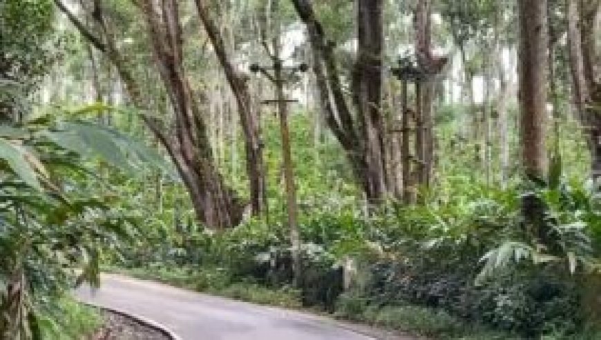 അടിമാലി കുമളി ദേശീയ പാതയിൽ അപകട ഭീഷണി ഉയർത്തി വന്മരങ്ങൾ