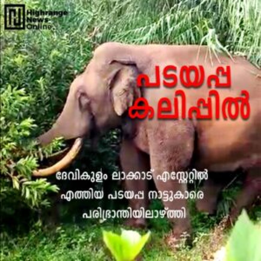 വീണ്ടും പടയപ്പ:  കൃഷിയിടങ്ങളില്‍ നാശമുണ്ടാക്കി