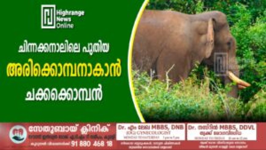 ചിന്നക്കനാലിലെ പുതിയ അരിക്കൊമ്പനാകാന് ചക്കക്കൊമ്പന്