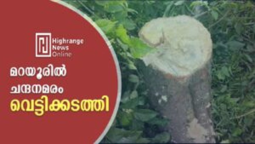 മറയൂരിൽ ചന്ദനമരം വെട്ടിക്കടത്തി