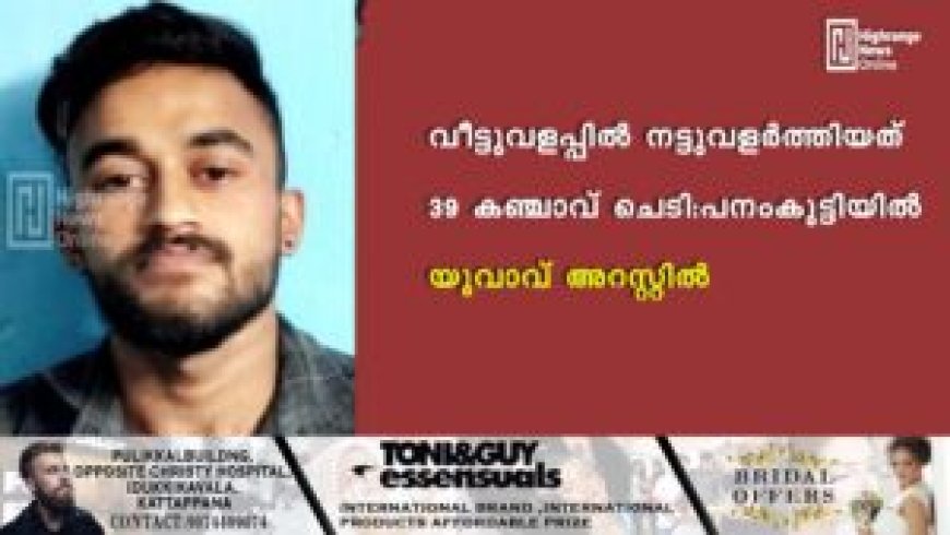 വീട്ടുവളപ്പില് നട്ടുവളര്ത്തിയത് 39 കഞ്ചാവ് ചെടി: പനംകുട്ടിയില് യുവാവ് അറസ്റ്റില്