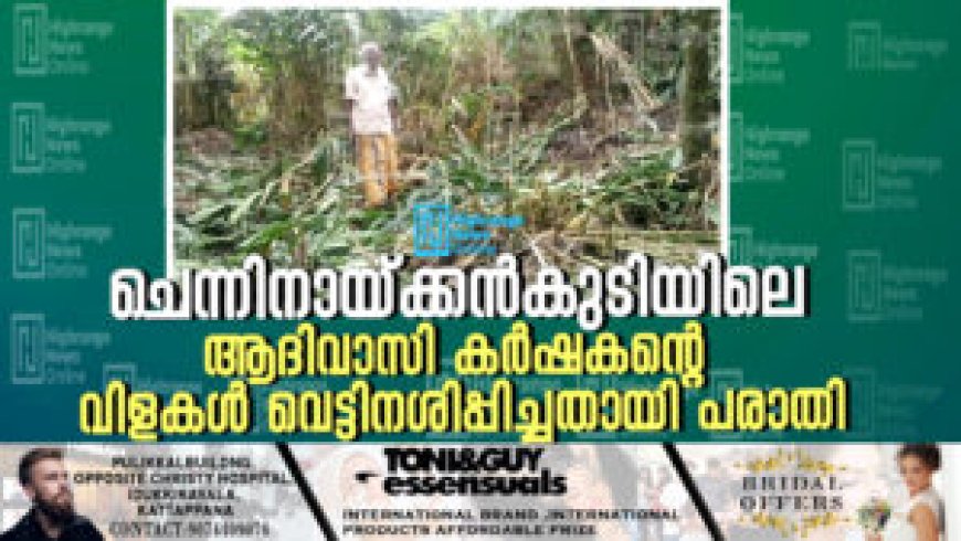 ചെന്നിനായ്ക്കന്‍കുടിയിലെ ആദിവാസി കര്‍ഷകന്റെ വിളകള്‍ വെട്ടിനശിപ്പിച്ചതായി പരാതി