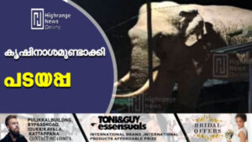കൃഷിനാശമുണ്ടാക്കി പടയപ്പ