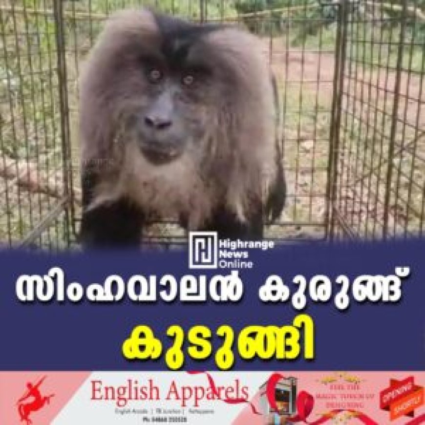സിംഹവാലന് കുരുങ്ങ് കുടുങ്ങി