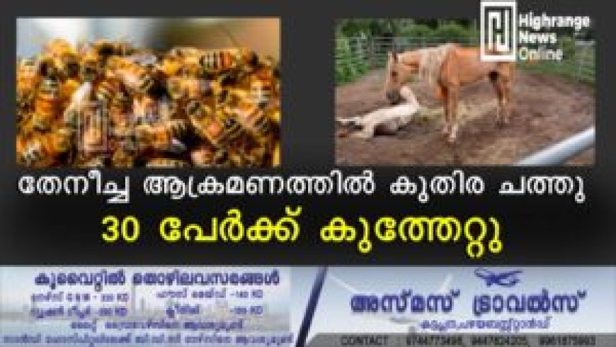 തേനീച്ച ആക്രമണത്തില് കുതിര ചത്തു: 30 പേര്ക്ക് കുത്തേറ്റു