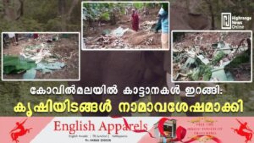 കോവില്മലയില് കാട്ടാനകള് ഇറങ്ങി: കൃഷിയിടങ്ങള് നാമാവശേഷമാക്കി
