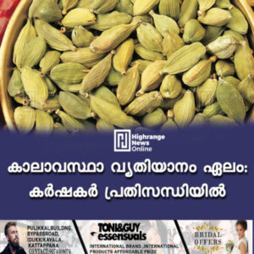 കാലാവസ്ഥാ വ്യതിയാനം: ഏലം കർഷകർ പ്രതിസന്ധിയിൽ