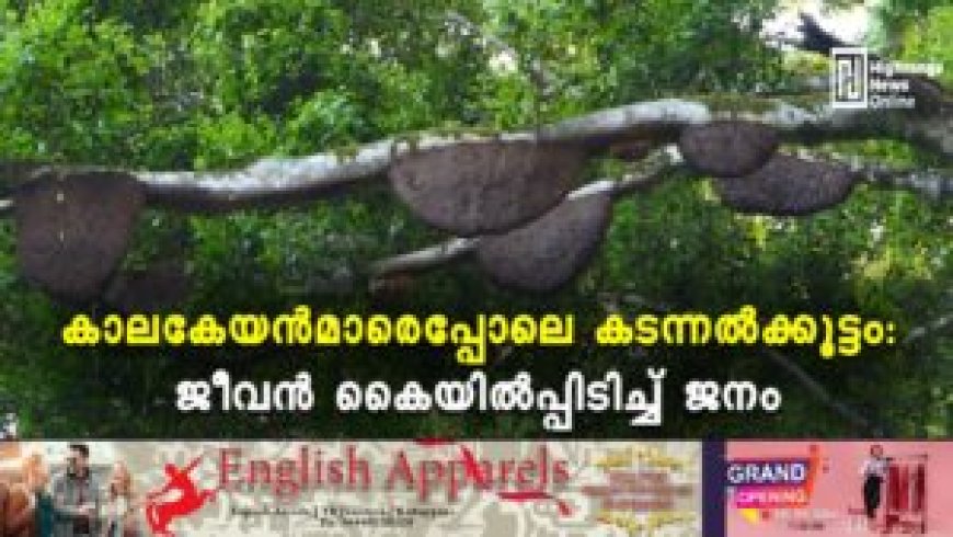കാലകേയന്‍മാരെപ്പോലെ കടന്നല്‍ക്കൂട്ടം: ജീവന്‍ കൈയില്‍പ്പിടിച്ച് ജനം