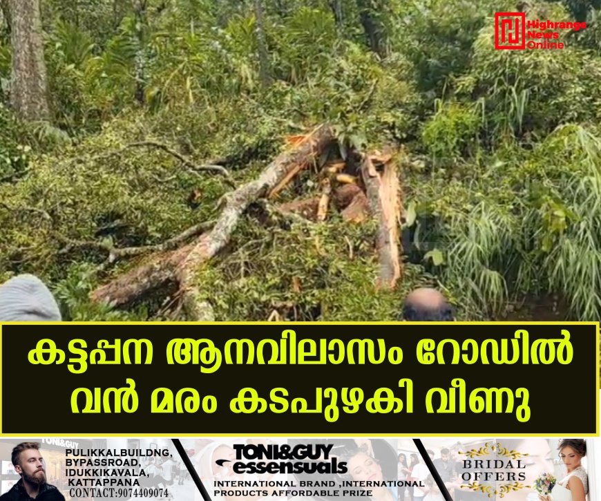 കട്ടപ്പന ആനവിലാസം റോഡില് വന് മരം കടപുഴകി വീണു