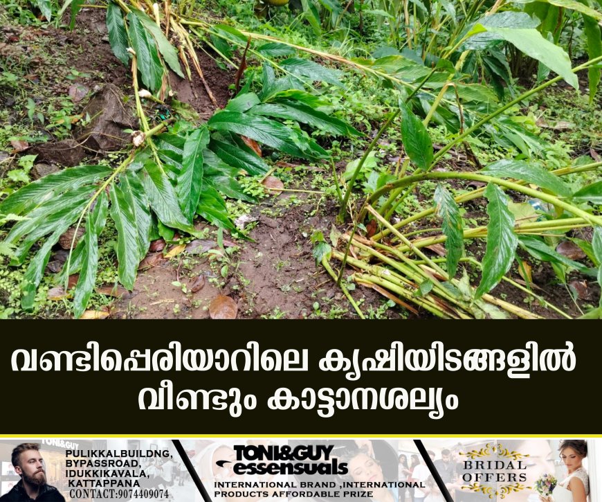 വണ്ടിപ്പെരിയാറിലെ കൃഷിയിടങ്ങളില്‍ വീണ്ടും കാട്ടാനശല്യം