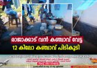 രാജാക്കാട് വൻ കഞ്ചാവ് വേട്ട : 12 കിലോ കഞ്ചാവ് പിടികൂടി 