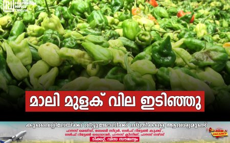 മാലി മുളക് വില ഇടിഞ്ഞു