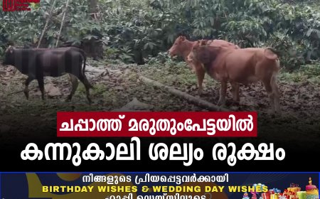 ചപ്പാത്ത് മരുതുംപേട്ടയിൽ കന്നുകാലി ശല്യം രൂക്ഷം 