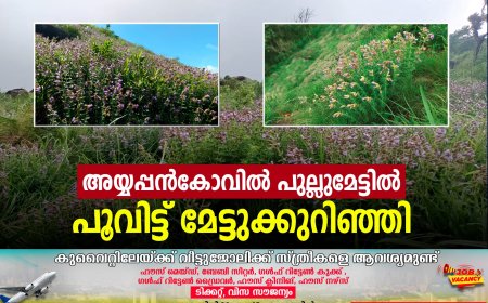 അയ്യപ്പന്‍കോവില്‍ പുല്ലുമേട്ടില്‍ പൂവിട്ട് മേട്ടുക്കുറിഞ്ഞി