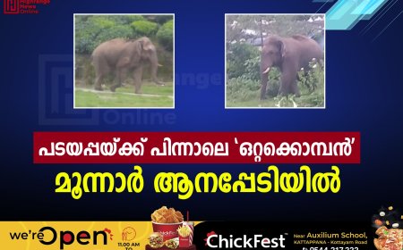 പടയപ്പയ്ക്ക് പിന്നാലെ 'ഒറ്റക്കൊമ്പന്': മൂന്നാര് ആനപ്പേടിയില്