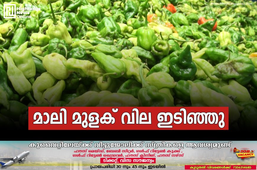 മാലി മുളക് വില ഇടിഞ്ഞു