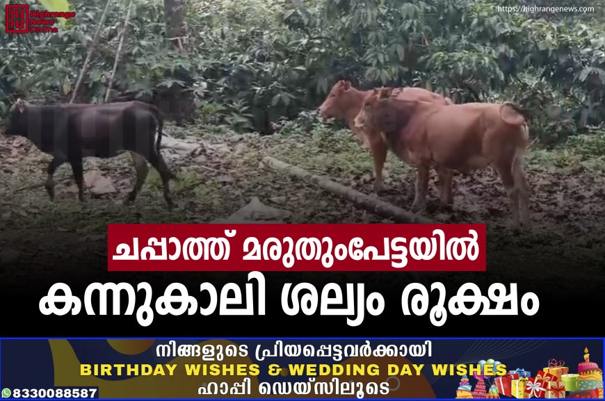 ചപ്പാത്ത് മരുതുംപേട്ടയിൽ കന്നുകാലി ശല്യം രൂക്ഷം