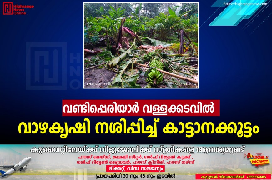 വണ്ടിപ്പെരിയാര്‍ വള്ളക്കടവില്‍ വാഴകൃഷി നശിപ്പിച്ച് കാട്ടാനക്കൂട്ടം 