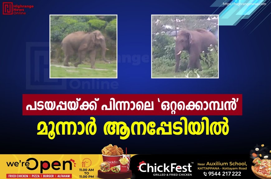 പടയപ്പയ്ക്ക് പിന്നാലെ 'ഒറ്റക്കൊമ്പന്': മൂന്നാര് ആനപ്പേടിയില്