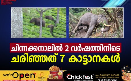 ചിന്നക്കനാലില്‍ 2 വര്‍ഷത്തിനിടെ ചരിഞ്ഞത് 7 കാട്ടാനകള്‍