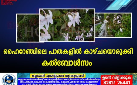  ഹൈറേഞ്ചിലെ പാതകളില്‍ കാഴ്ചാ വിരുന്നൊരുക്കി കല്‍ബോള്‍സം 