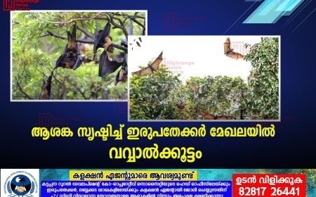 ആശങ്ക സൃഷ്ടിച്ച് ഇരുപതേക്കര്‍ മേഖലയില്‍ വവ്വാല്‍ക്കൂട്ടം
