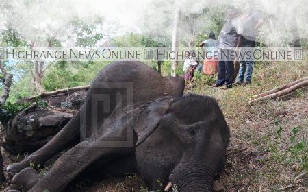 കാന്തല്ലൂരിലെ അക്രമകാരിയായ കാട്ടാന ചരിഞ്ഞു