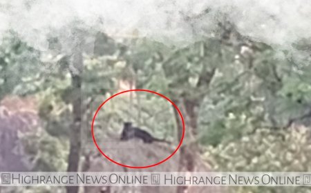 മറയൂരില്‍ കരിമ്പുലി ഇറങ്ങി