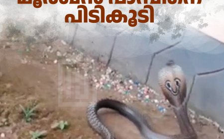 വെള്ളയാംകുടിയില്‍ വീട്ടുമുറ്റത്തെ പൊത്തില്‍ കയറിയ മൂര്‍ഖന്‍ പാമ്പിനെ പിടികൂടി