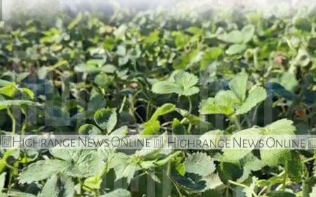 പുതിയ ടൂറിസം സീസണ്‍: വട്ടവടയില്‍ സ്‌ട്രോബറി കൃഷിക്കൊരുങ്ങി കര്‍ഷകര്‍