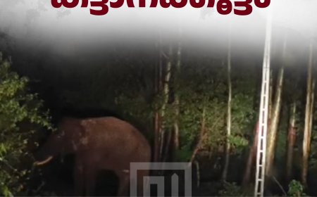 മറയൂര്‍ കാന്തല്ലൂർ മേഖലയിൽ കാട് കയറാതെ കട്ടാനക്കൂട്ടം 