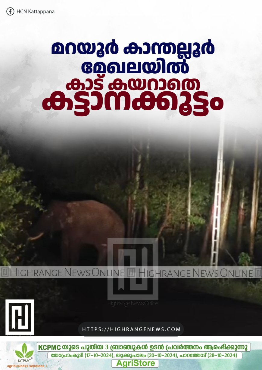 മറയൂര്‍ കാന്തല്ലൂർ മേഖലയിൽ കാട് കയറാതെ കട്ടാനക്കൂട്ടം 