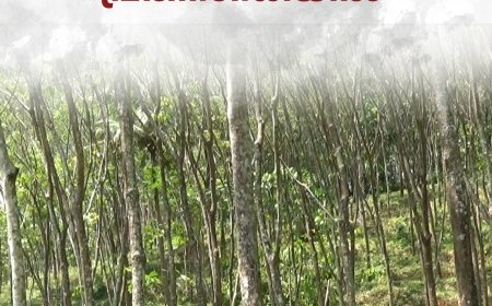 ടാപ്പിങ് തൊഴിലാളികളുടെ കുറവ് : ഹൈറേഞ്ചിലെ റബ്ബര്‍ കര്‍ഷകര്‍ പ്രതിസന്ധിയില്‍ 