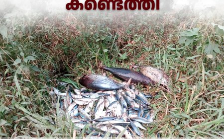 അയ്യപ്പന്‍കോവിലില്‍ റോഡരികില്‍ മത്സ്യം ഉപേക്ഷിച്ചതായി കണ്ടെത്തി 