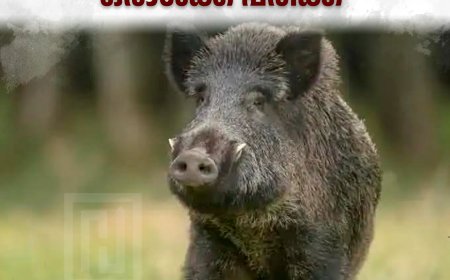 വണ്ടിപ്പെരിയാറില്‍ കാട്ടുപന്നിയുടെ ആക്രമണത്തില്‍ ഒരാള്‍ക്ക് പരിക്ക് 