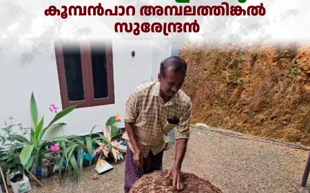 ഭീമന്‍ ചേന വിളവെടുത്ത് കൂമ്പന്‍പാറ അമ്പലത്തിങ്കല്‍ സുരേന്ദ്രന്‍