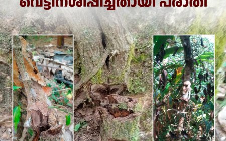 മാങ്കുളം പന്നിപ്പാറയില്‍ സാമൂഹികവിരുദ്ധര്‍ കുരുമുളക് ചെടികള്‍ വെട്ടിനശിപ്പിച്ചതായി പരാതി