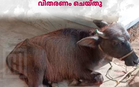 അയ്യപ്പന്‍കോവില്‍ പഞ്ചായത്തില്‍ പോത്ത് കുട്ടികളെ വിതരണം ചെയ്തു 