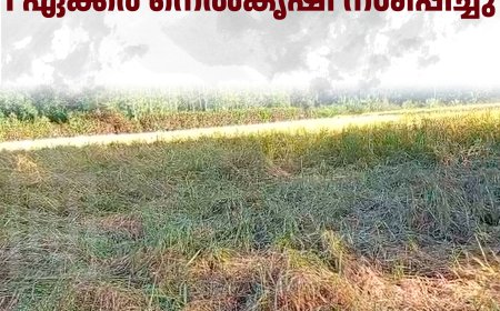 രാജകുമാരിയില് കാട്ടുപന്നി കൂട്ടം 1 ഏക്കര് നെല്കൃഷി നശിപ്പിച്ചു